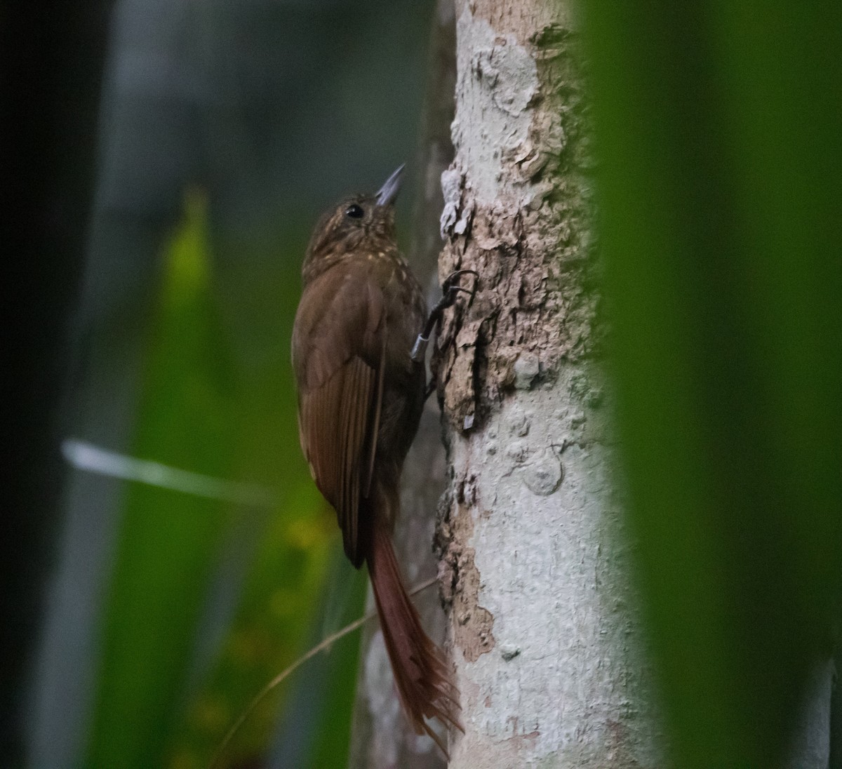 Wedge-billed Woodcreeper - ML336009451