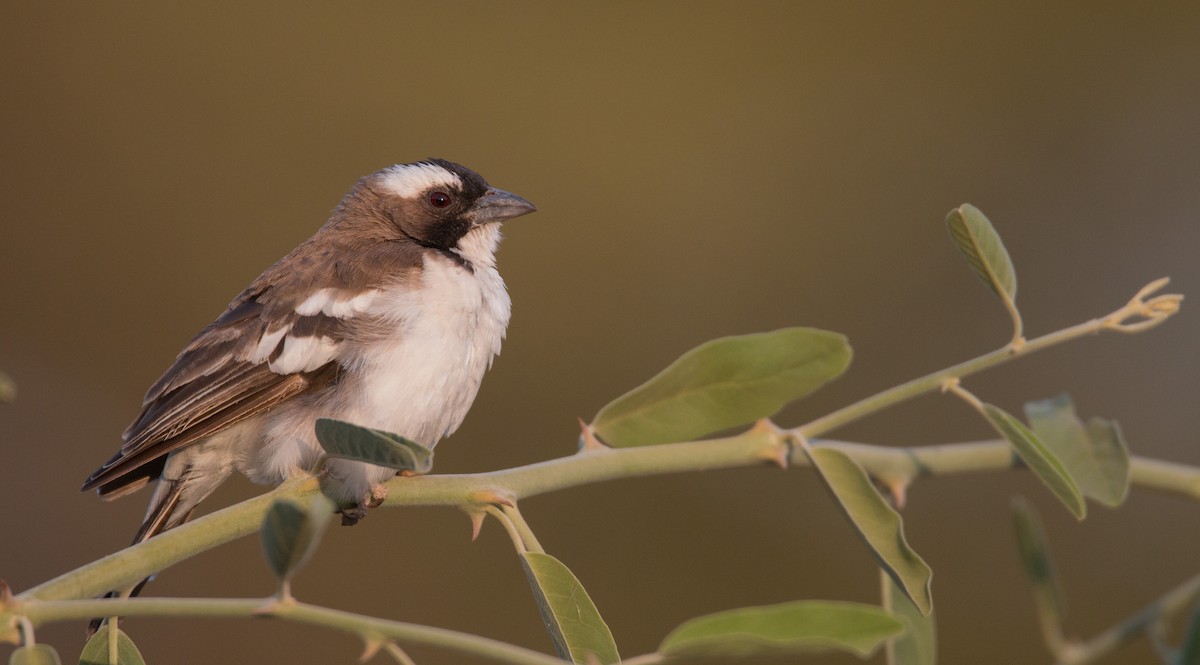 White-browed Sparrow-Weaver - ML33600951