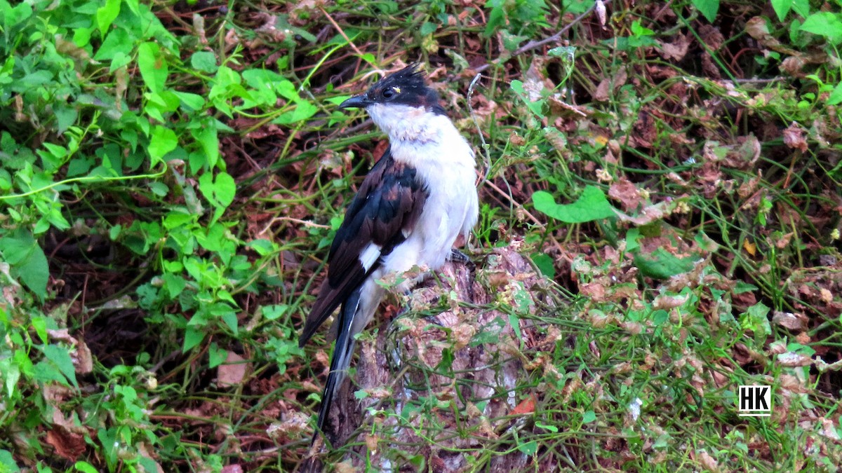 Pied Cuckoo - ML336010031