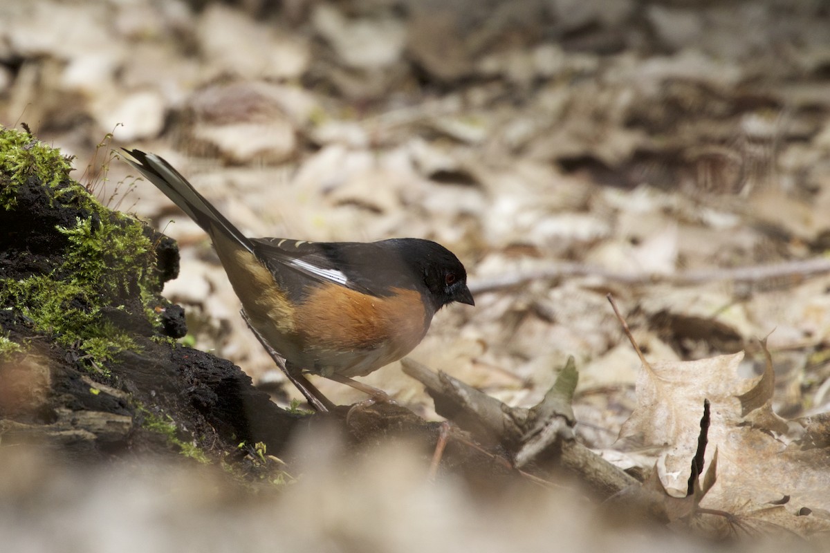 Eastern Towhee - ML336010351