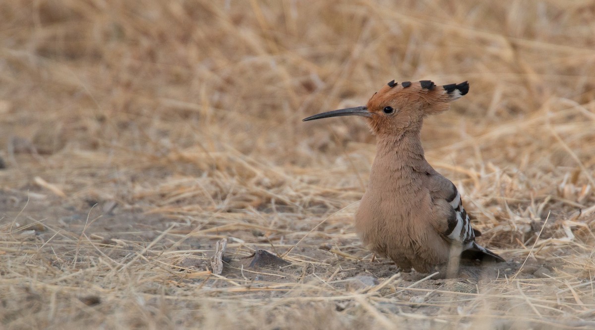 Eurasian Hoopoe (Eurasian) - ML33601091