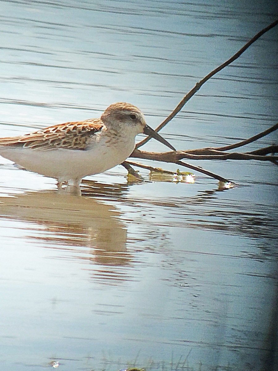 Western Sandpiper - ML33601271