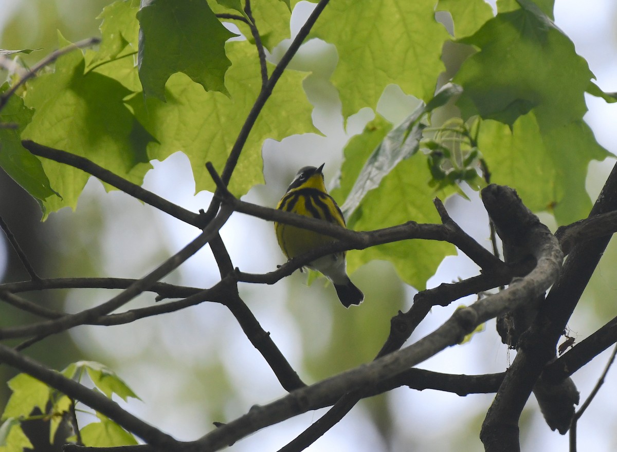 Magnolienwaldsänger - ML336012781