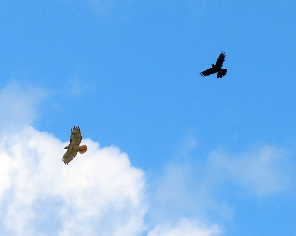 Red-tailed Hawk - ML336013011