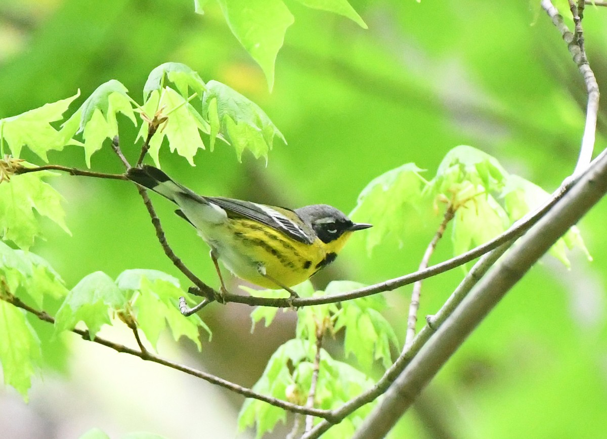 Magnolia Warbler - ML336013661