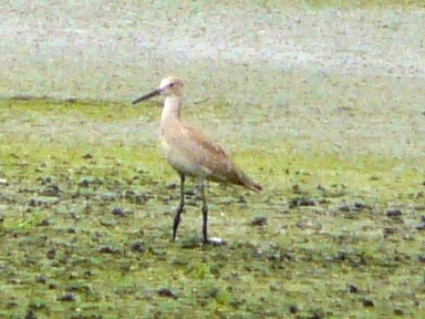 Willet (Western) - Shelley Rutkin