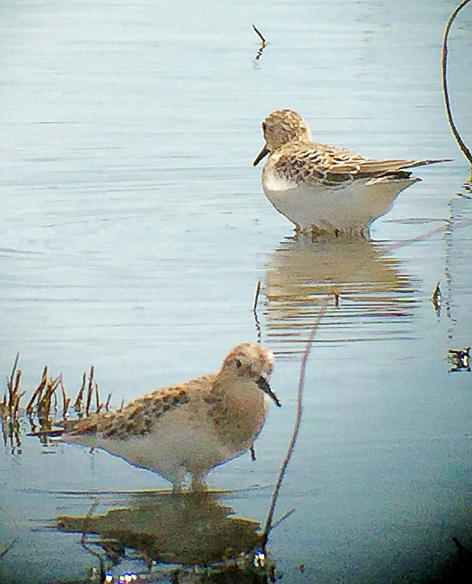 gulbrystsnipe - ML33601621