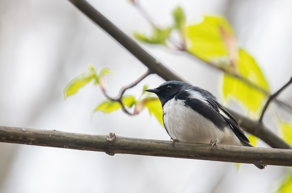 Black-throated Blue Warbler - Anne-Marie Dufour