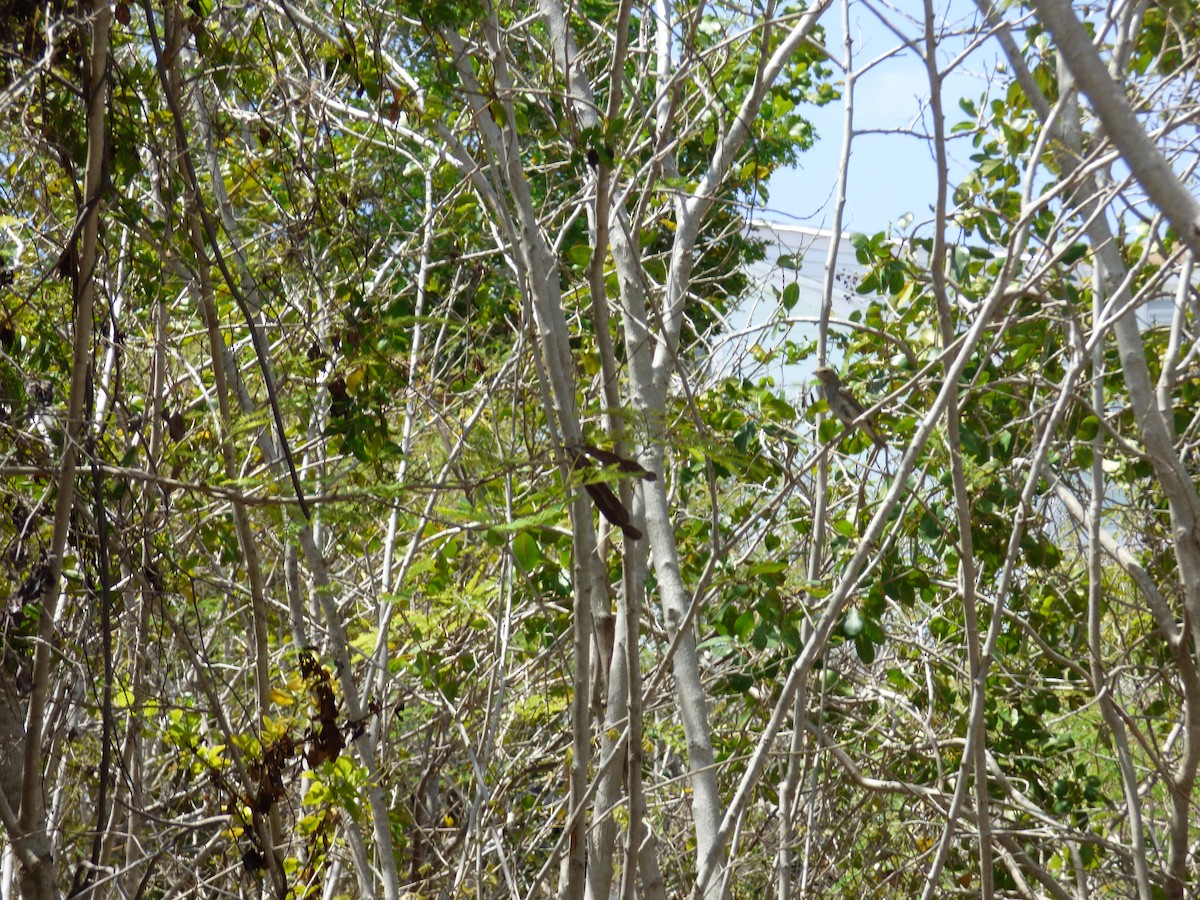 Indigo Bunting - ML336020711