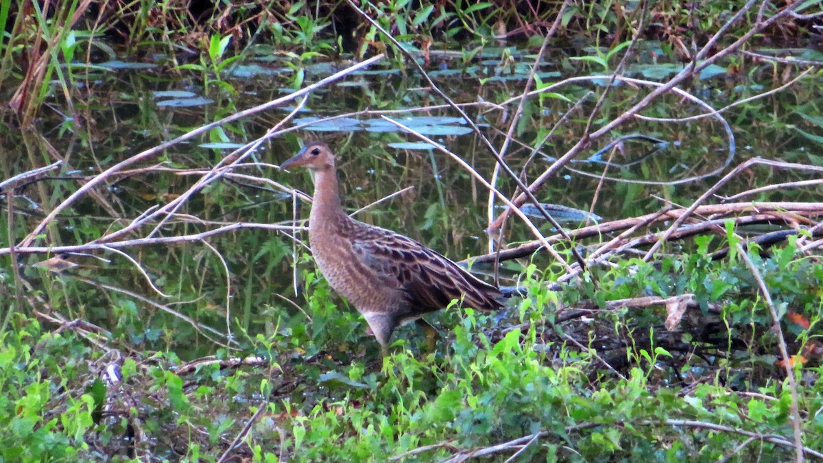 Watercock - ML336021521