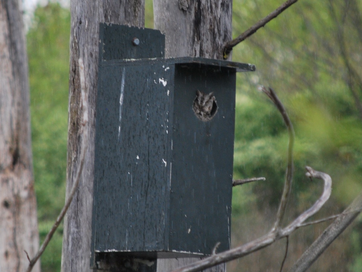 Eastern Screech-Owl - ML336022131