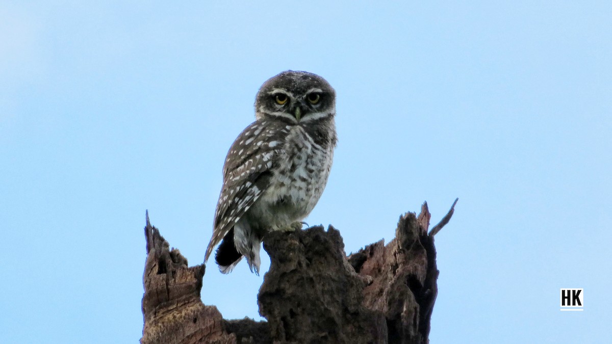 Spotted Owlet - ML336022901