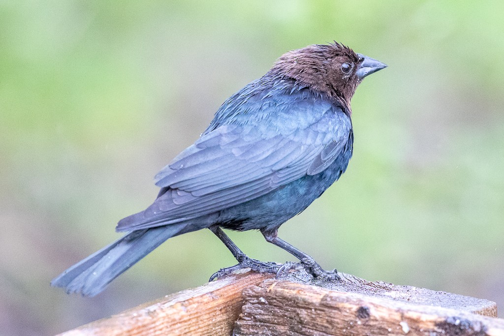 Brown-headed Cowbird - Vicky Liang