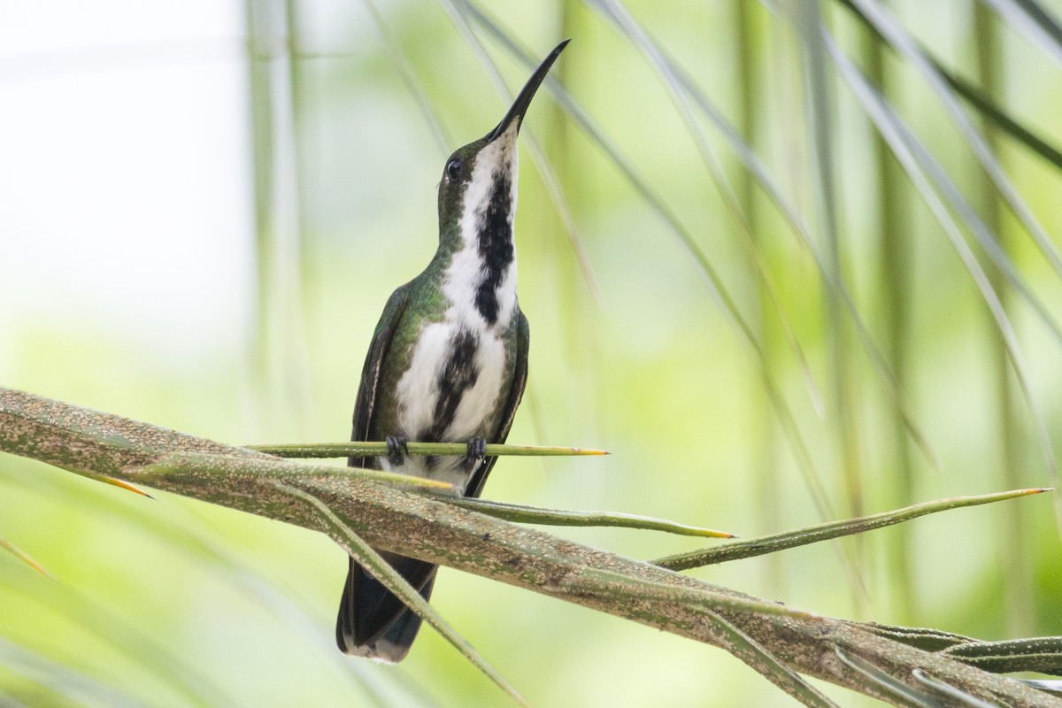 Green-breasted Mango - Oswaldo Hernández Sánchez