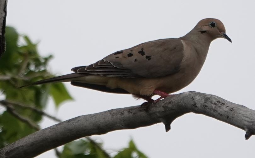 Mourning Dove - ML336024791