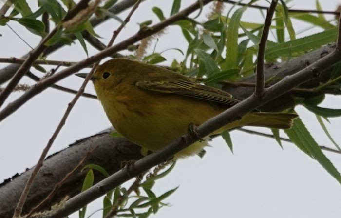 Yellow Warbler - ML336025031