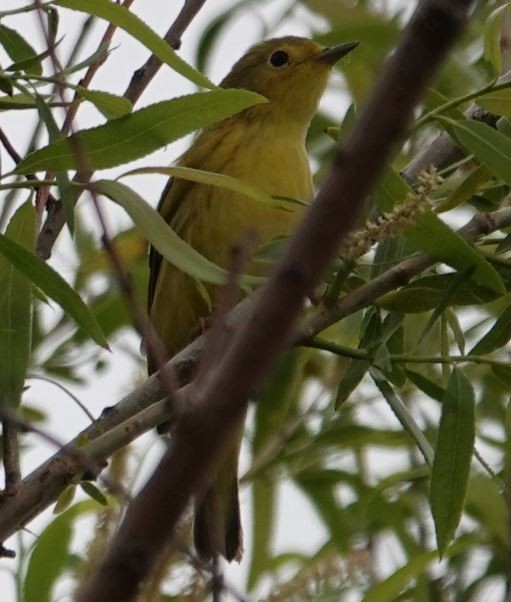 Yellow Warbler - ML336025041