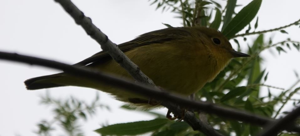 Yellow Warbler - ML336025051