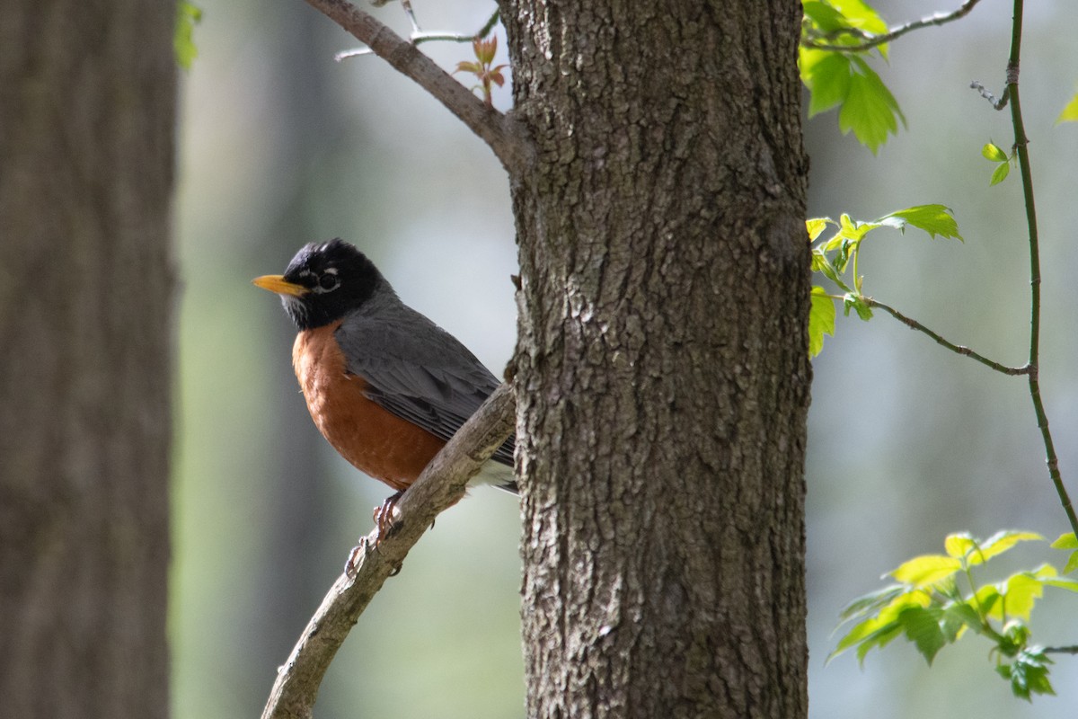 American Robin - ML336025651