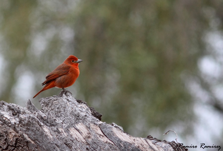 Hepatic Tanager - ML33602671