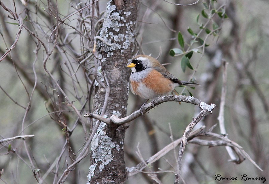 Many-colored Chaco Finch - ML33602681