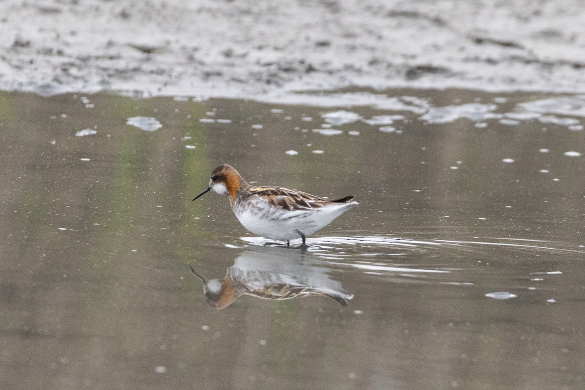 Red-necked Phalarope - ML336027341