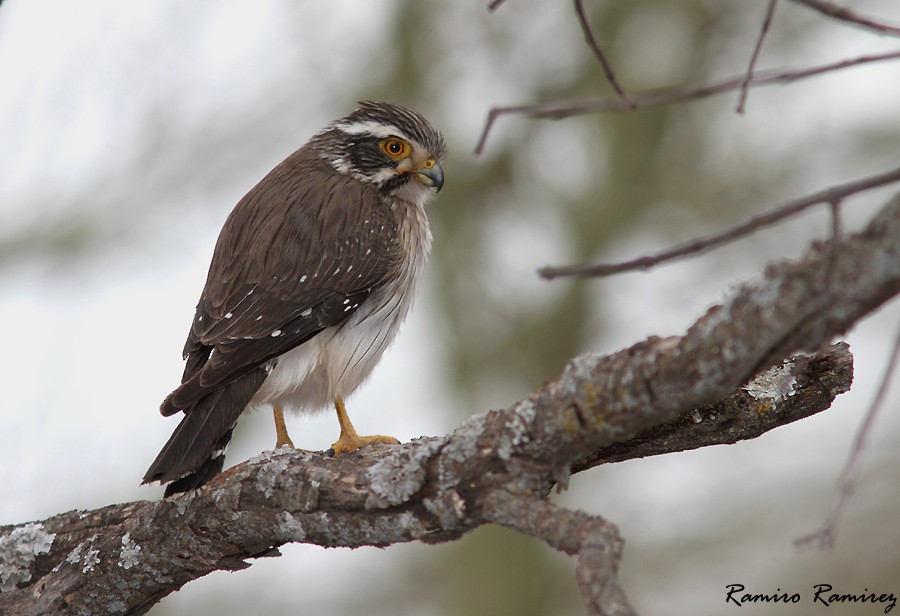 Spot-winged Falconet - ML33602741