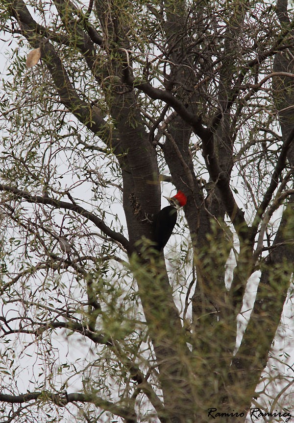 Black-bodied Woodpecker - ML33602801