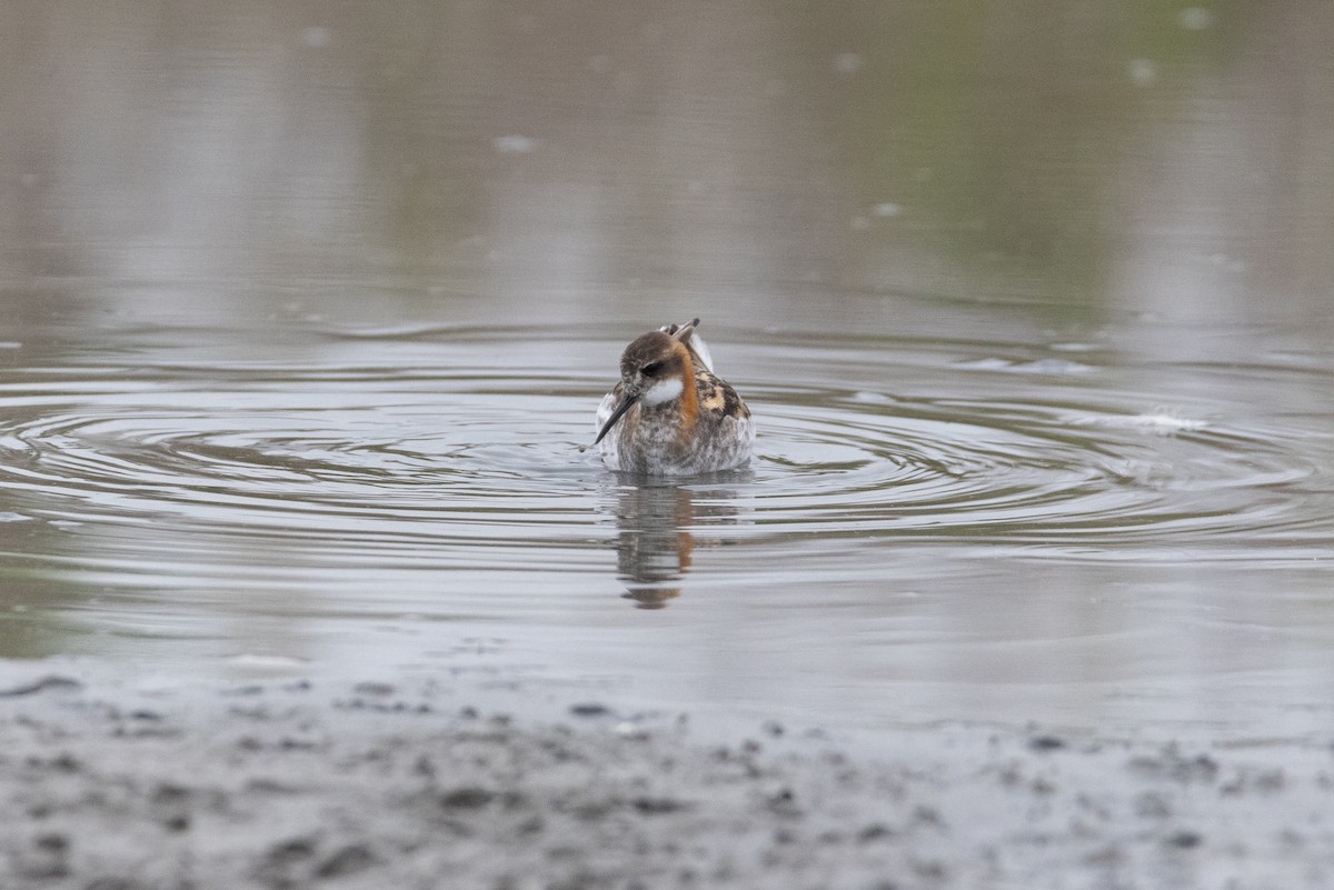 svømmesnipe - ML336029131