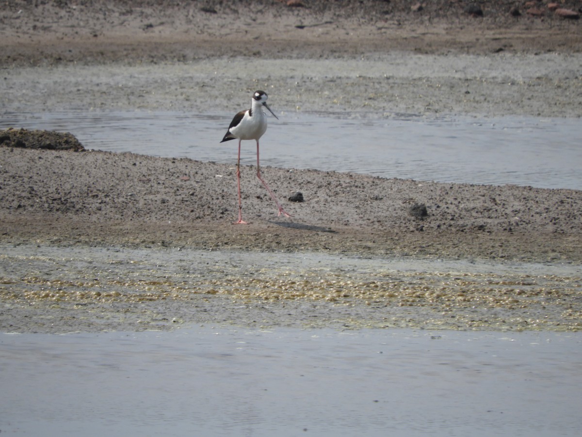 Black-necked Stilt - ML336029361