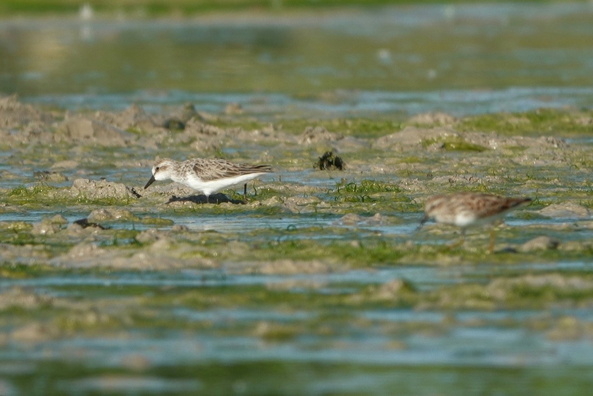 Semipalmated Sandpiper - ML336030451