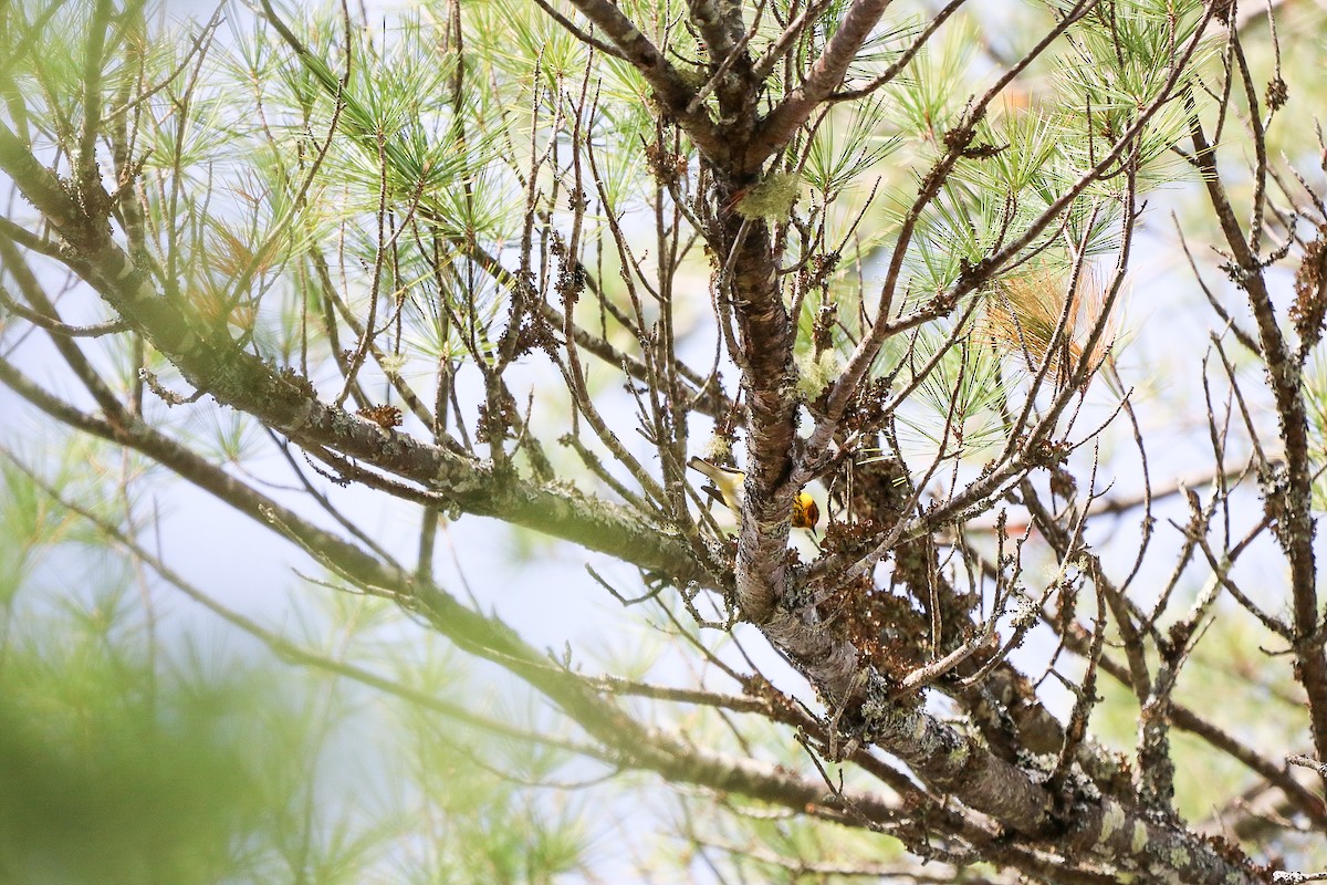 Cape May Warbler - ML336030811