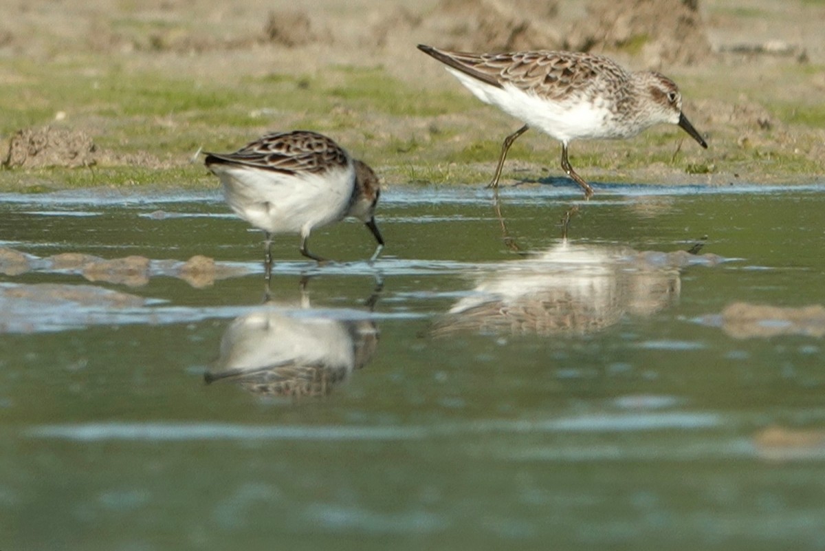 Semipalmated Sandpiper - ML336031241