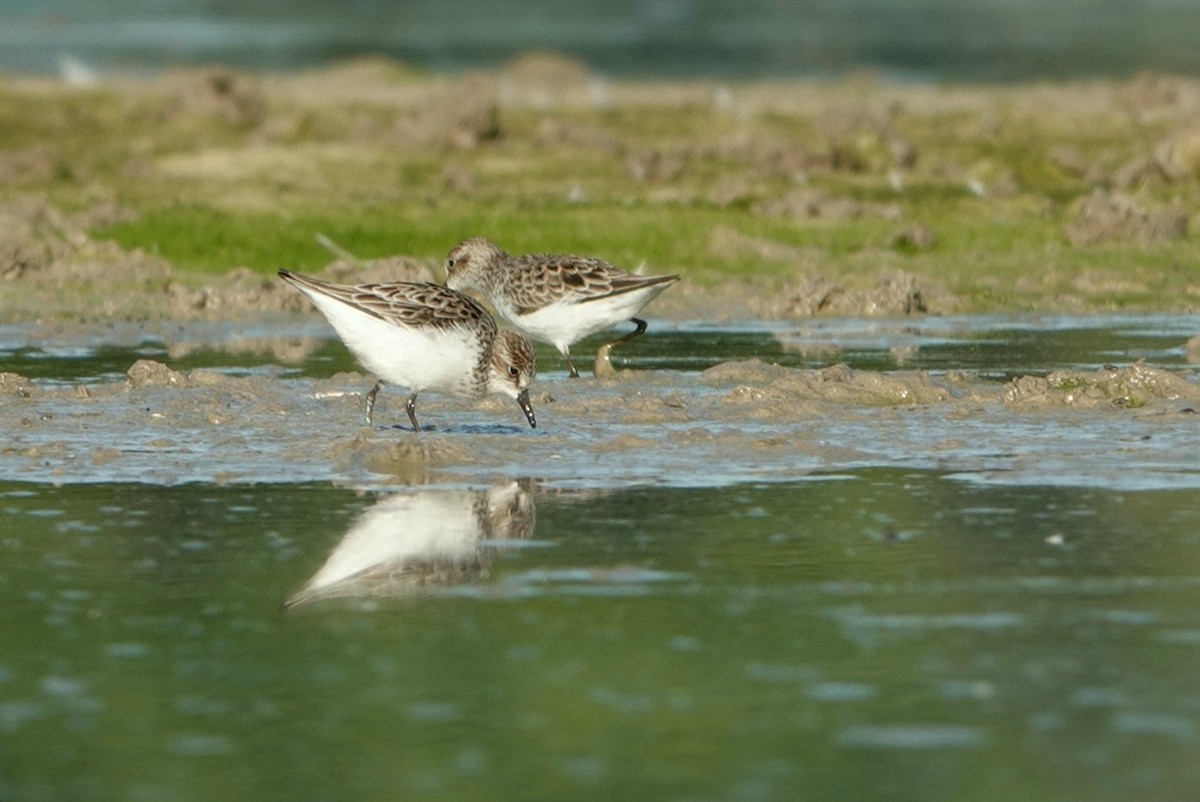 Semipalmated Sandpiper - ML336031741