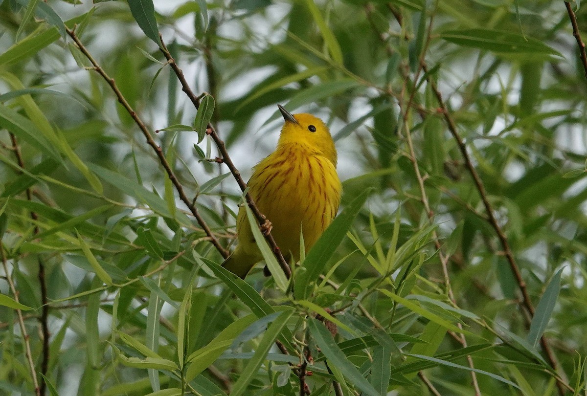 Yellow Warbler - Mark Goodwin