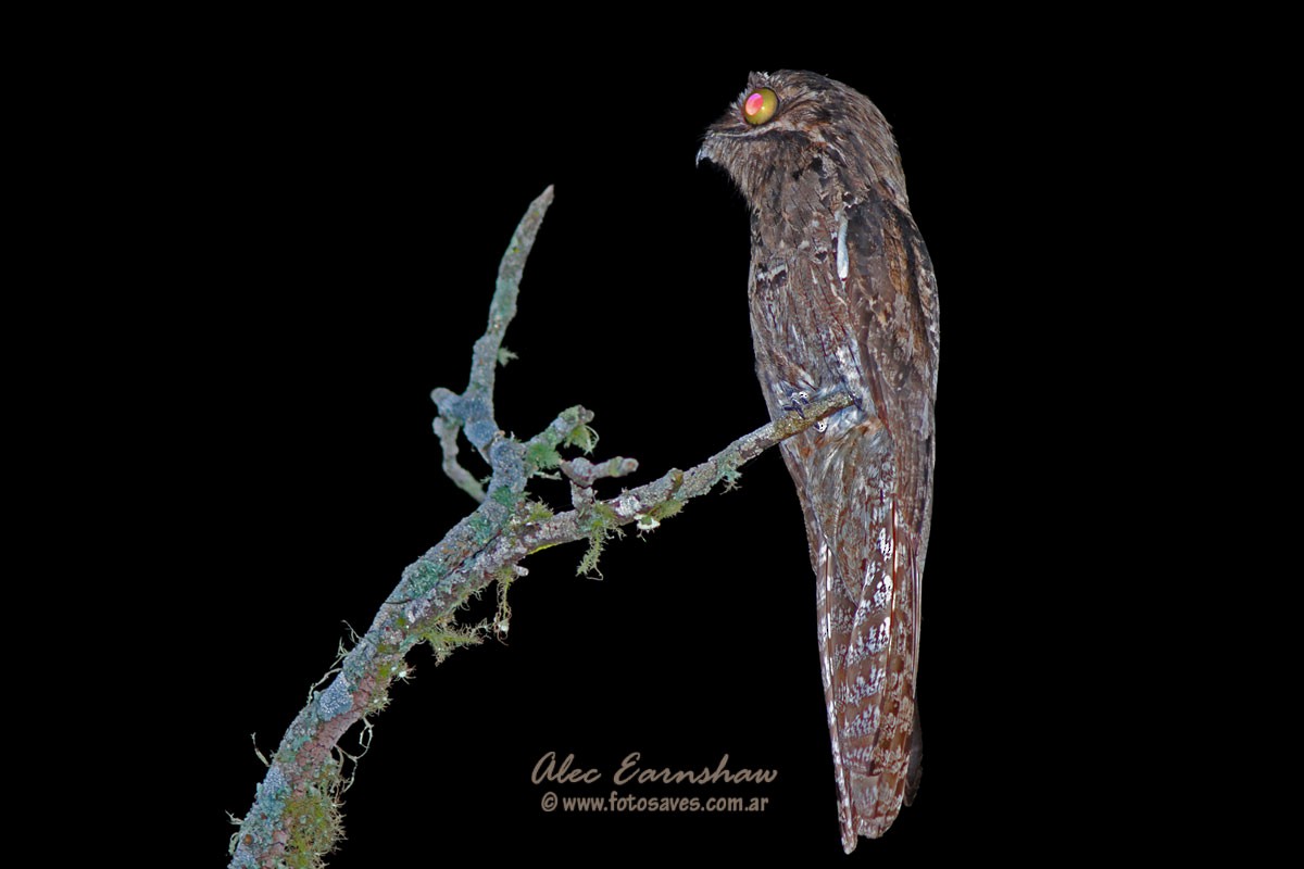 Common Potoo - ML336031971