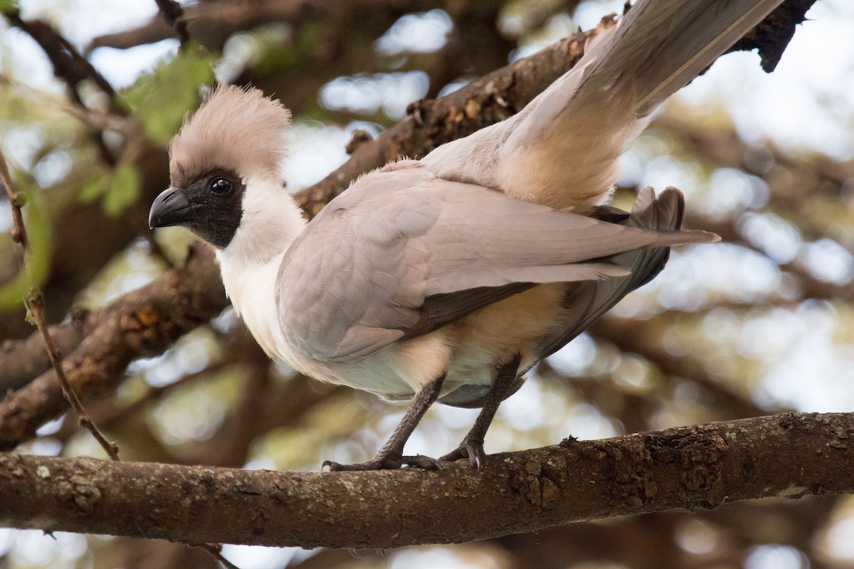 Bare-faced Go-away-bird - Nancy Christensen