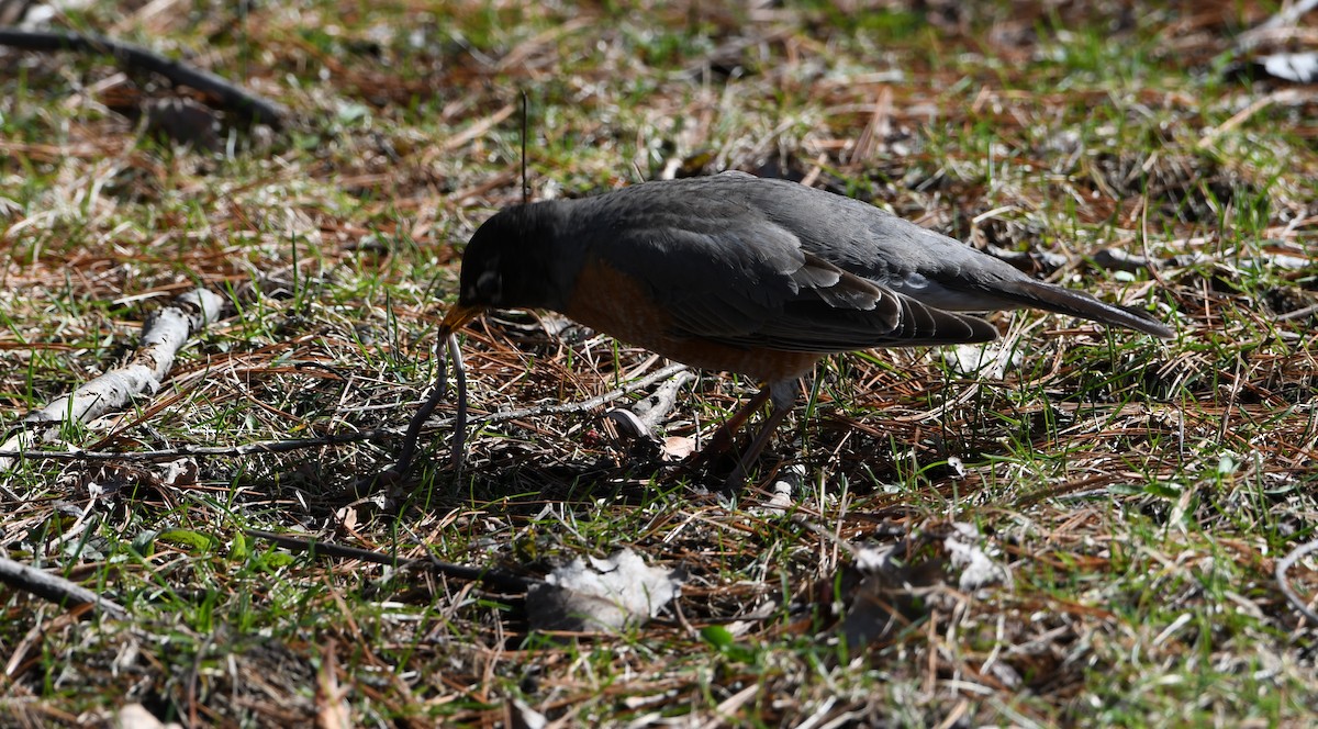 American Robin - ML336033341