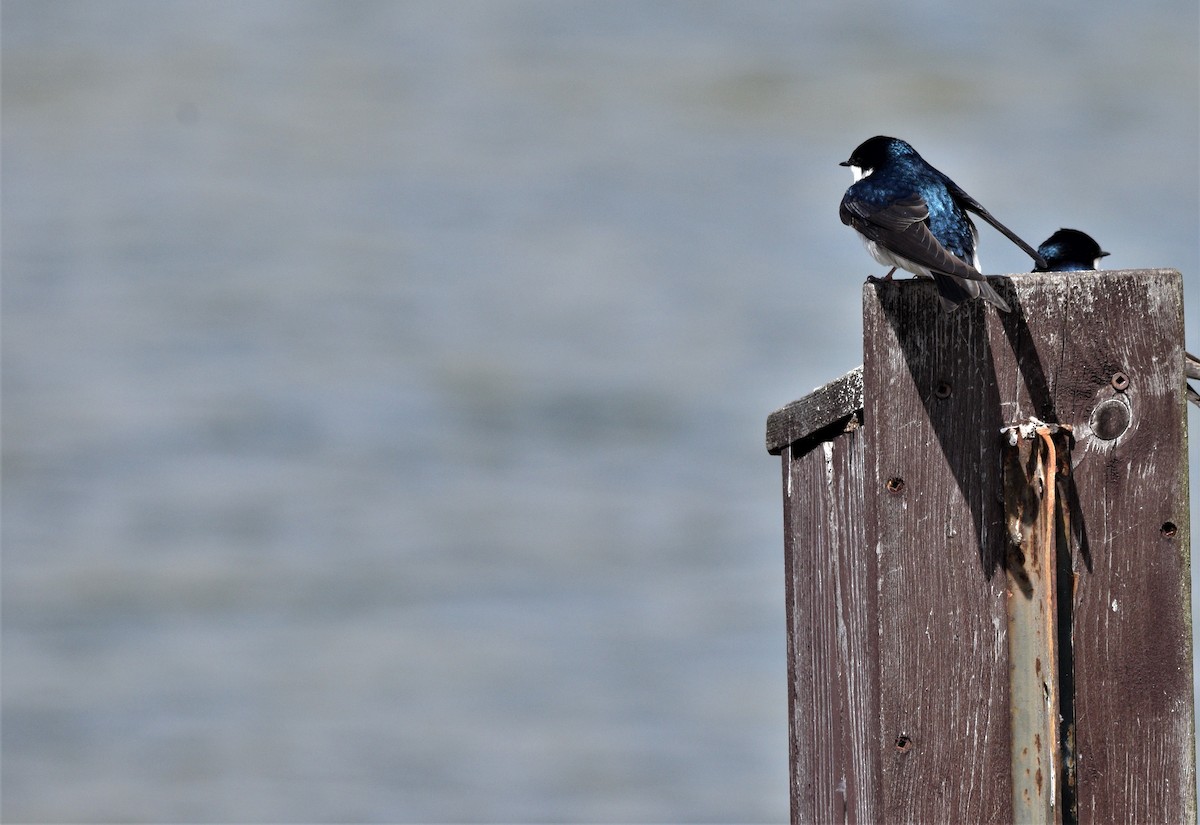 Tree Swallow - ML336035171