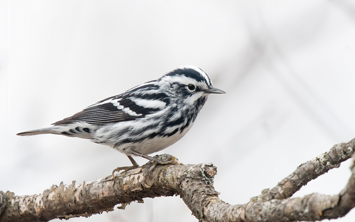 Black-and-white Warbler - Anne-Marie Dufour