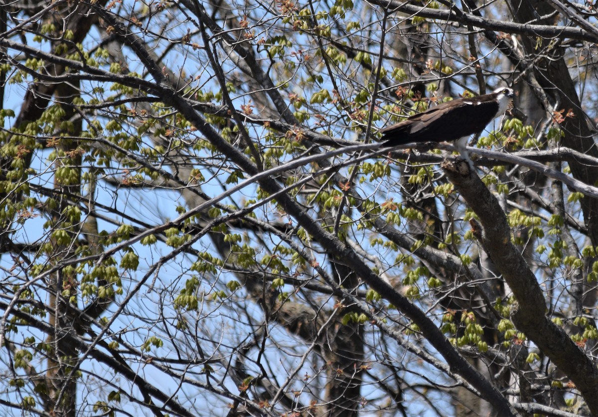 Águila Pescadora - ML336036131