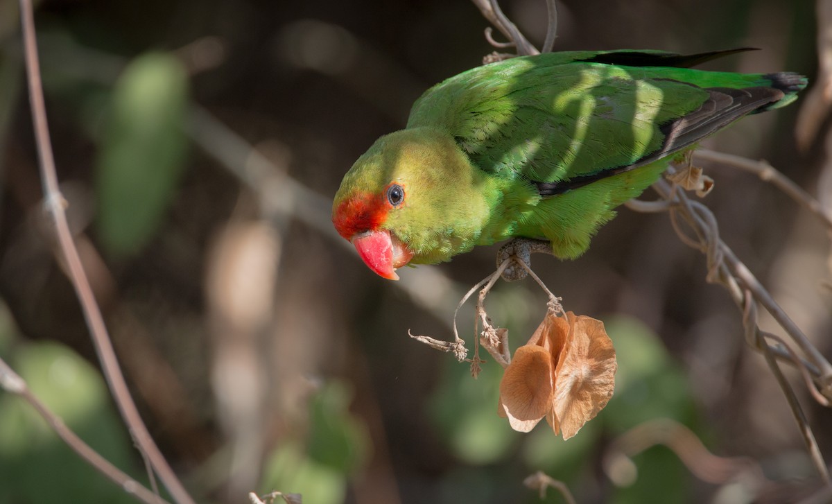 Black-winged Lovebird - Ian Davies