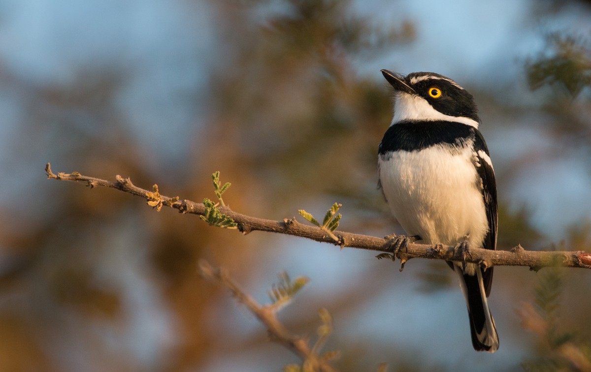 Western Black-headed Batis - Ian Davies