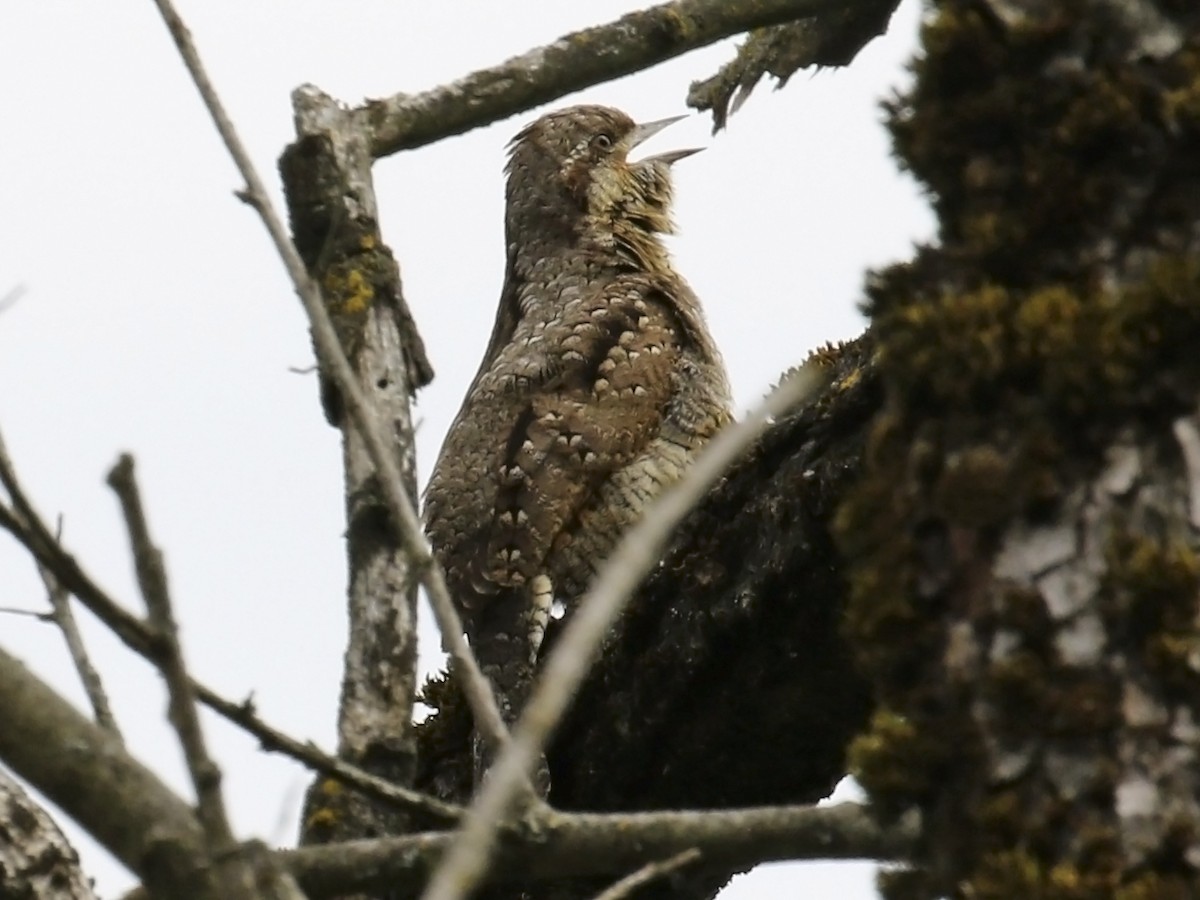 Eurasian Wryneck - ML336037801