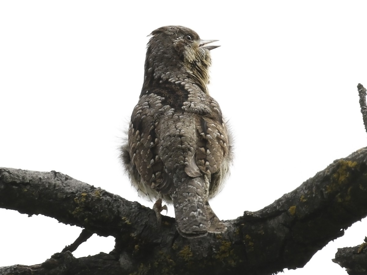 Eurasian Wryneck - ML336037821