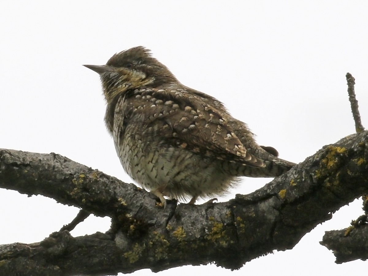 Eurasian Wryneck - ML336037861