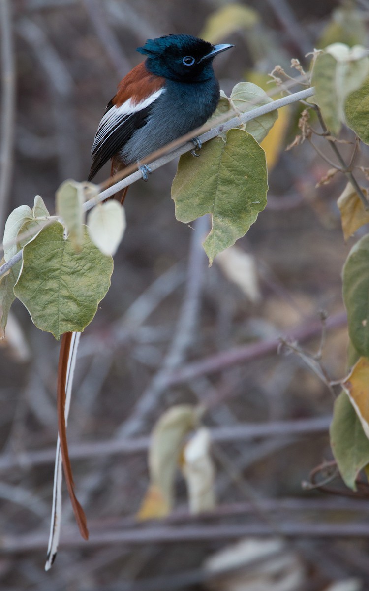 African Paradise-Flycatcher - ML33603801