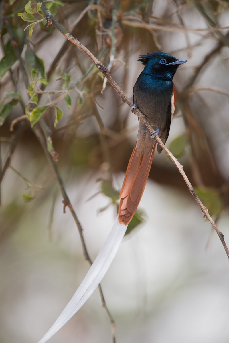 African Paradise-Flycatcher - ML33603831