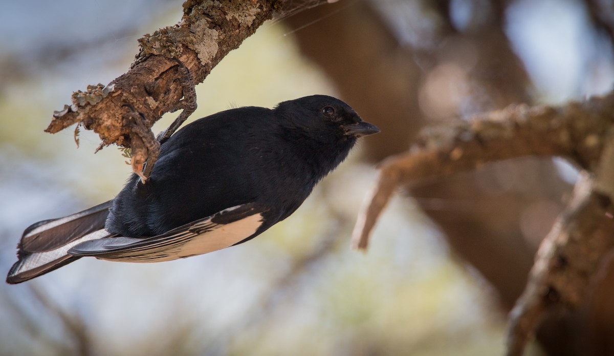 White-winged Black-Tit - ML33603851