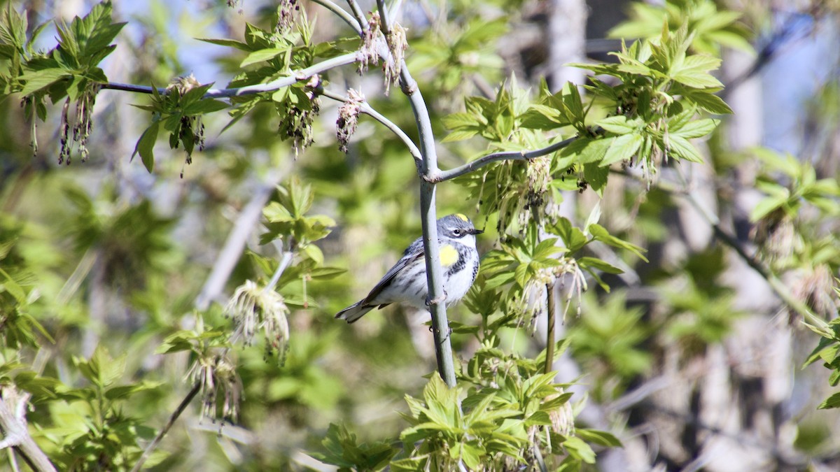 Yellow-rumped Warbler - ML336038751